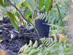 Image of Long-billed Thrush