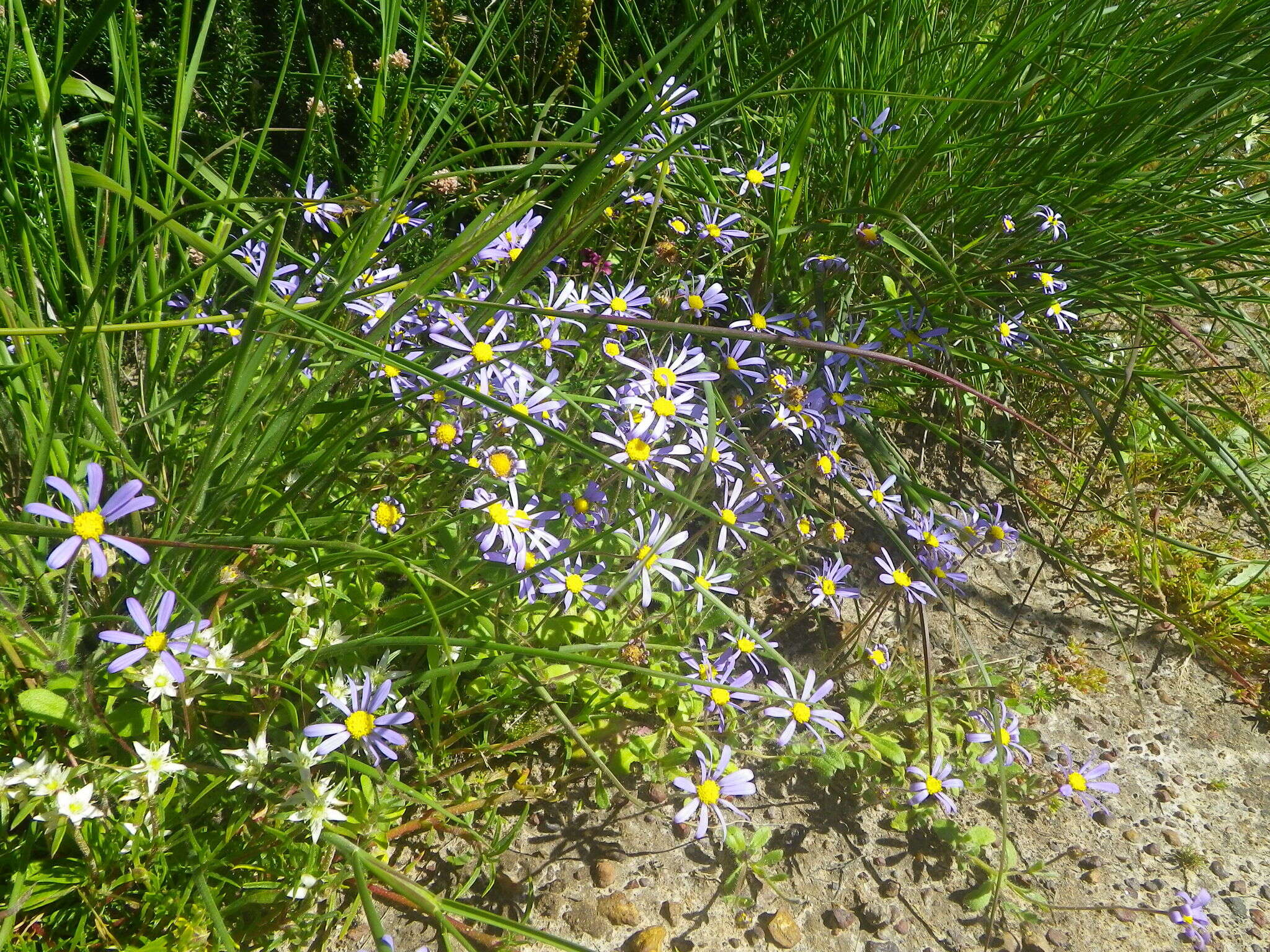 Image de Felicia amoena subsp. latifolia Grau