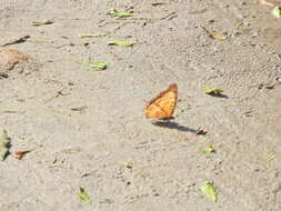 Image of Charaxes jahlusa Trimen 1862