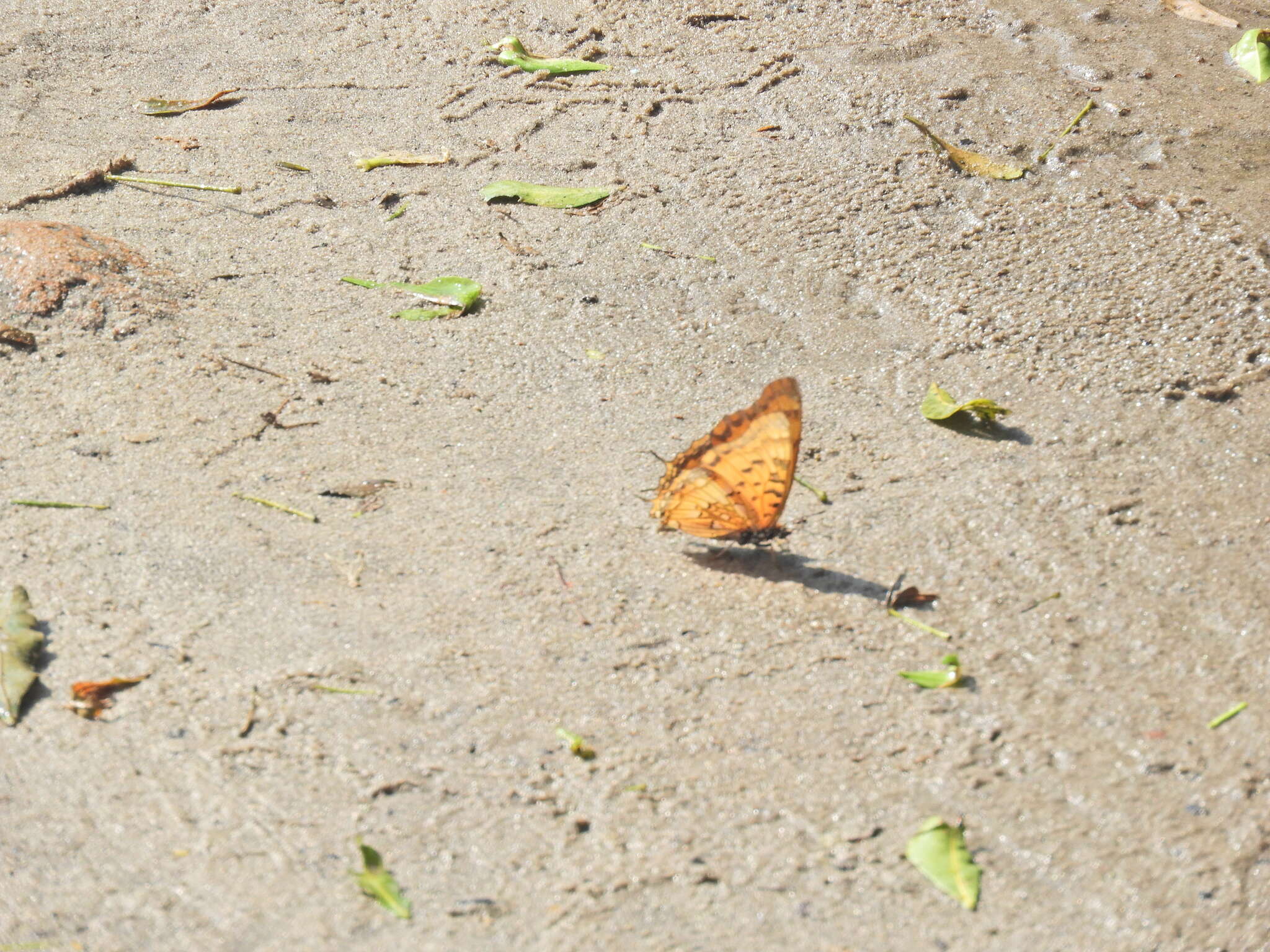 Plancia ëd Charaxes jahlusa Trimen 1862