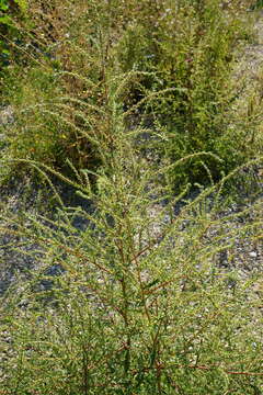 Image of Bassia scoparia subsp. densiflora (Turcz. ex Aellen) S. Cirujano & M. Velayos