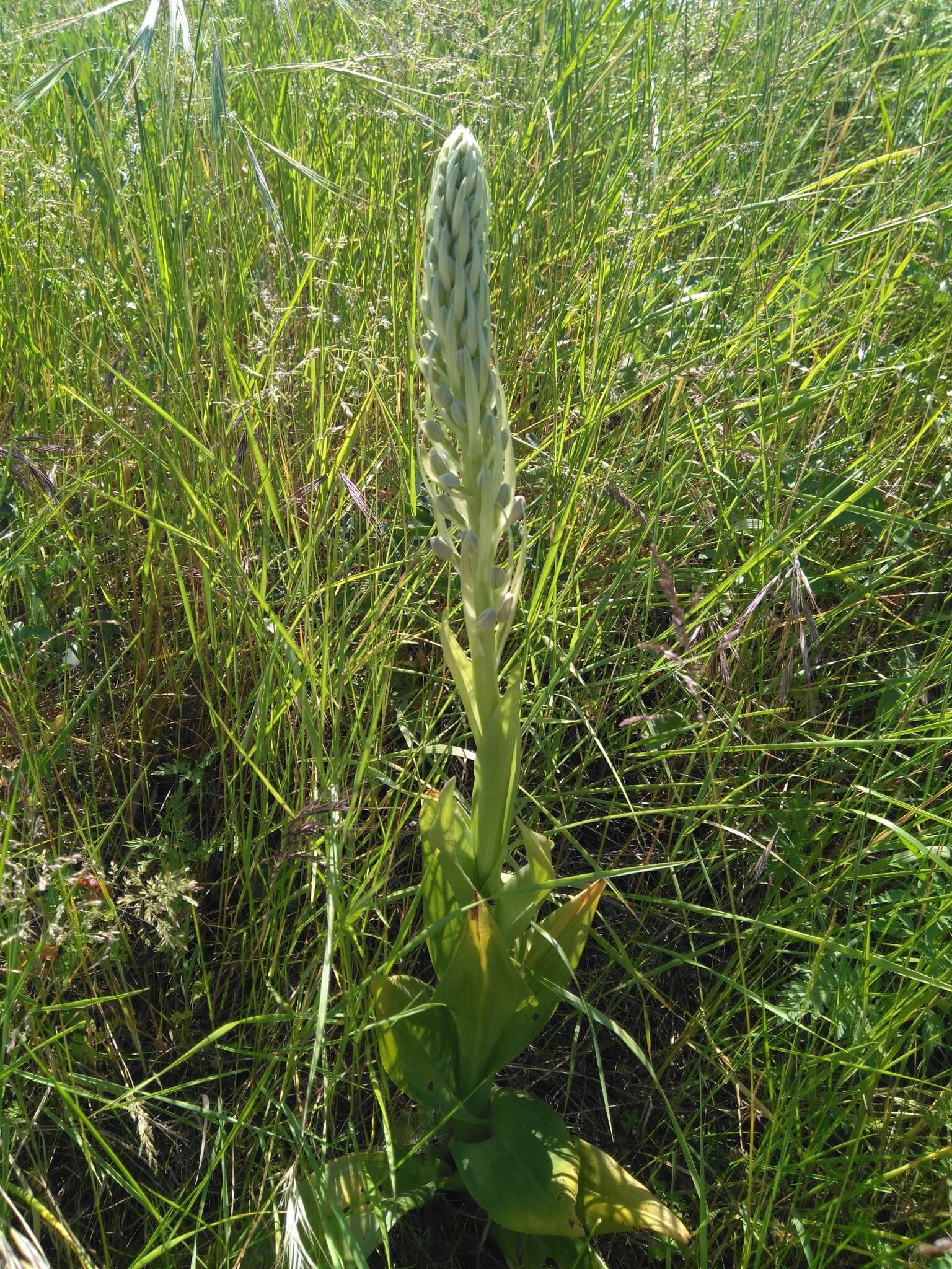 Image of Himantoglossum hircinum var. hircinum