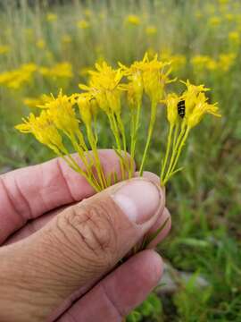 Imagem de Solidago vossii J. S. Pringle & Laureto