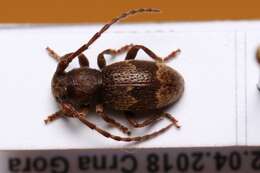 Parmena unifasciata (Rossi 1790)的圖片