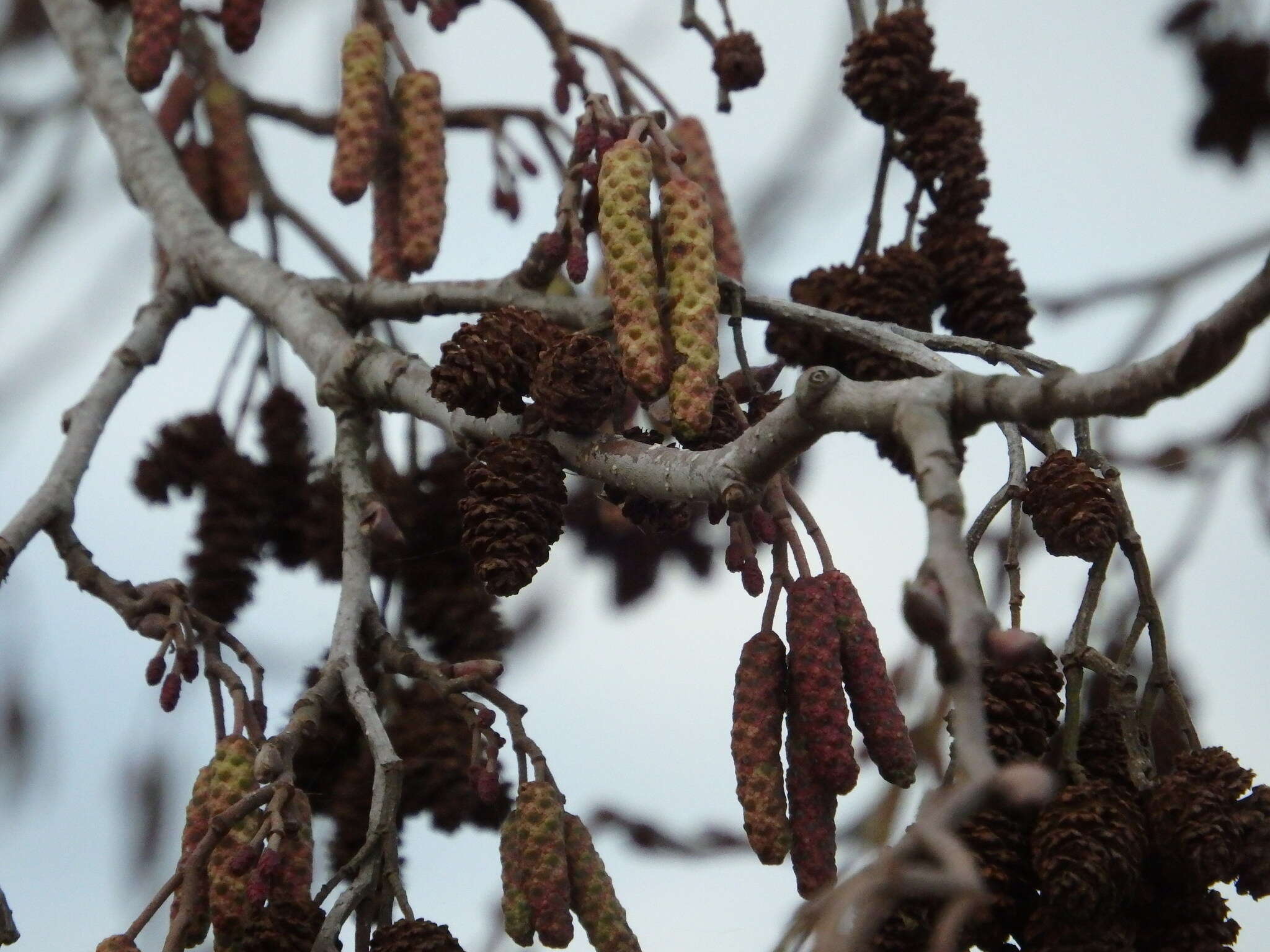 Image of Alnus lusitanica Vít, Douda & Mandák