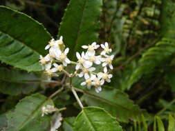 Plancia ëd Zemisia discolor (Sw.) B. Nord.