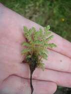 Image of Azolla rubra R. Br.