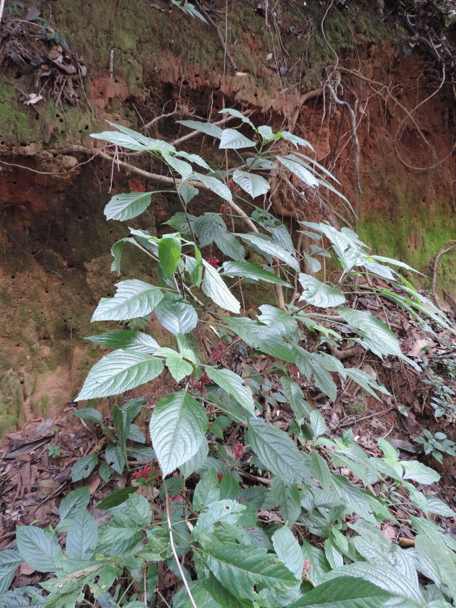 Image of Achyrospermum carvalhoi Gürke