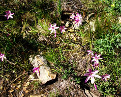 Image of Geissorhiza elsiae Goldblatt