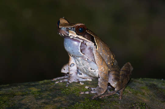 Image de Megophrys major Boulenger 1908