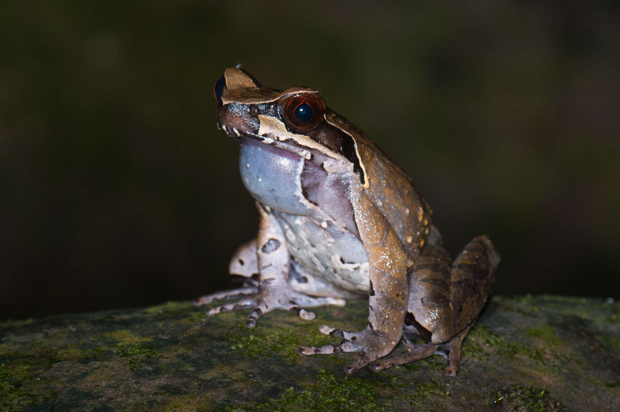 Image of Anderson's Spadefoot Toad