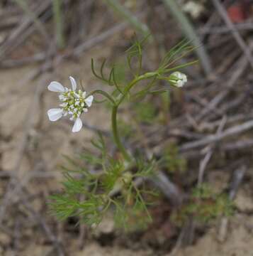 Image de Scandix australis L.