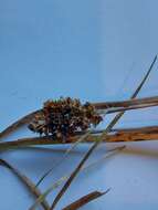 Image of Heath Wood-Rush