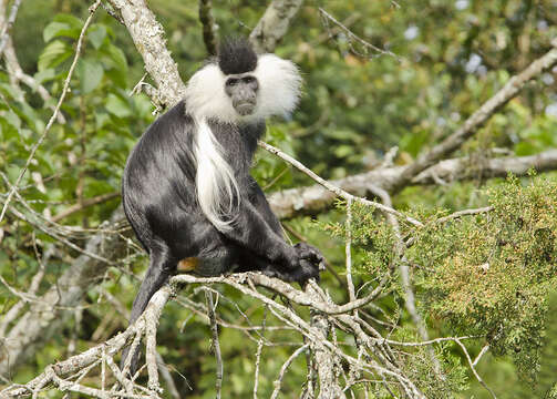 Colobus angolensis ruwenzorii Thomas 1901 resmi