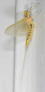 Image of Hexagenia Mayfly