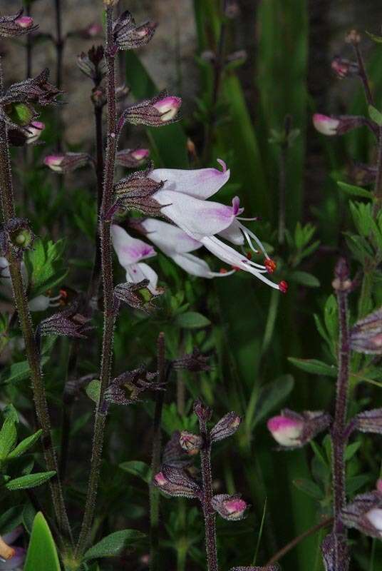 Image of Syncolostemon modestus (Codd) D. F. Otieno