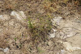 Image of Onobrychis arenaria subsp. arenaria