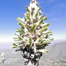 Image of Puya herzogii Wittm.