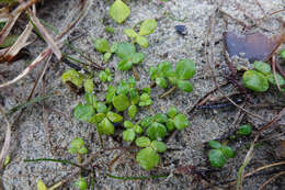 Image of Ranunculus acaulis Banks & Soland.