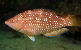 Image of Crimson banded wrasse