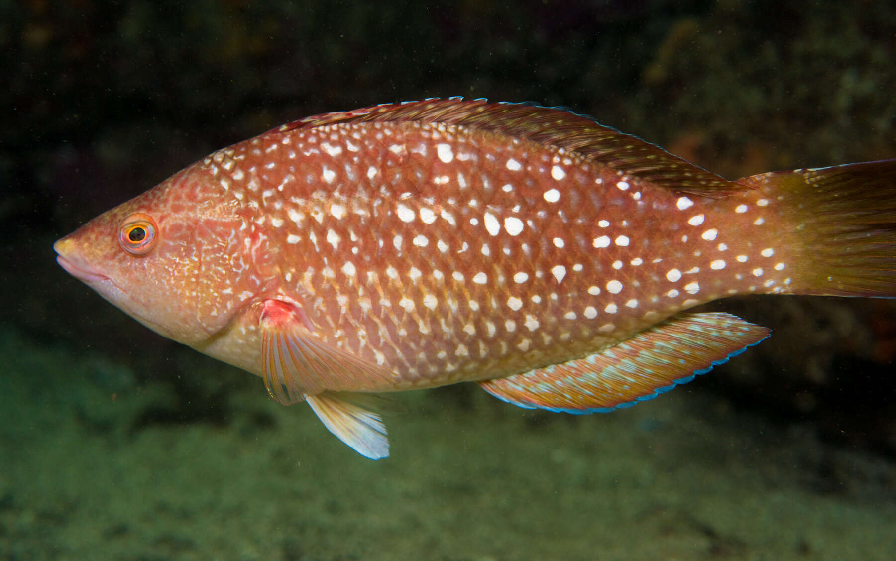 Image of Crimson banded wrasse