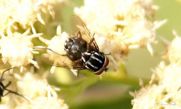 Image of House fly