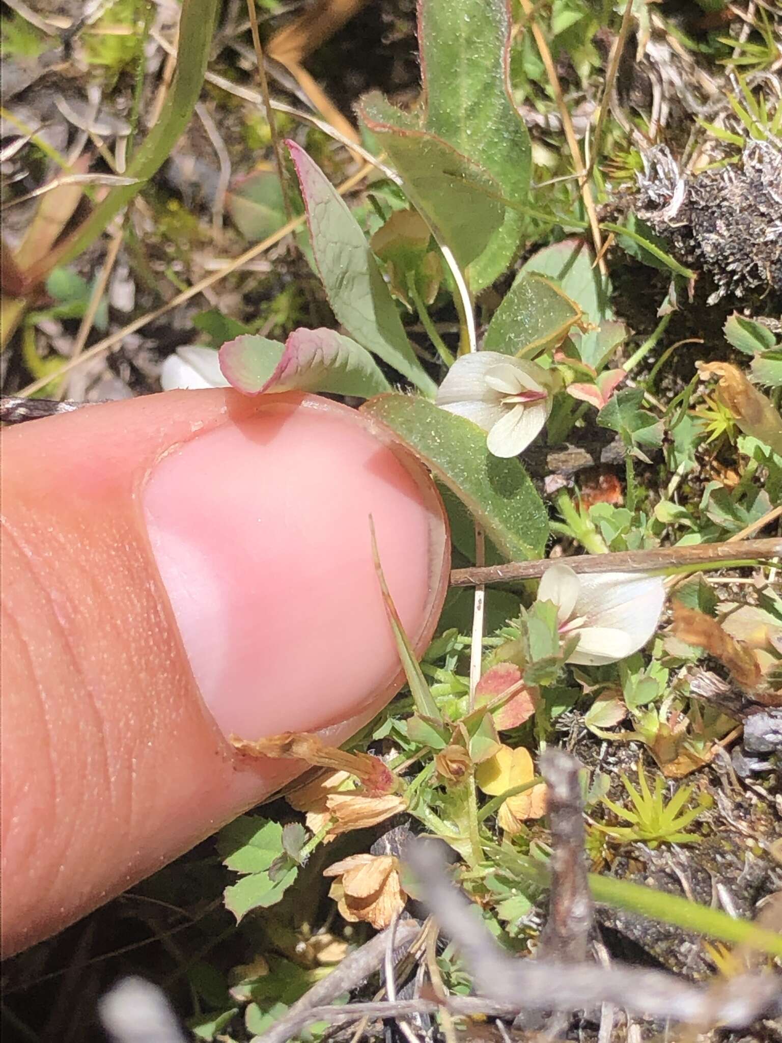 Image of mountain carpet clover