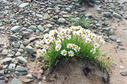 Image of Erigeron silenifolius (Turcz. ex DC.) Botsch.