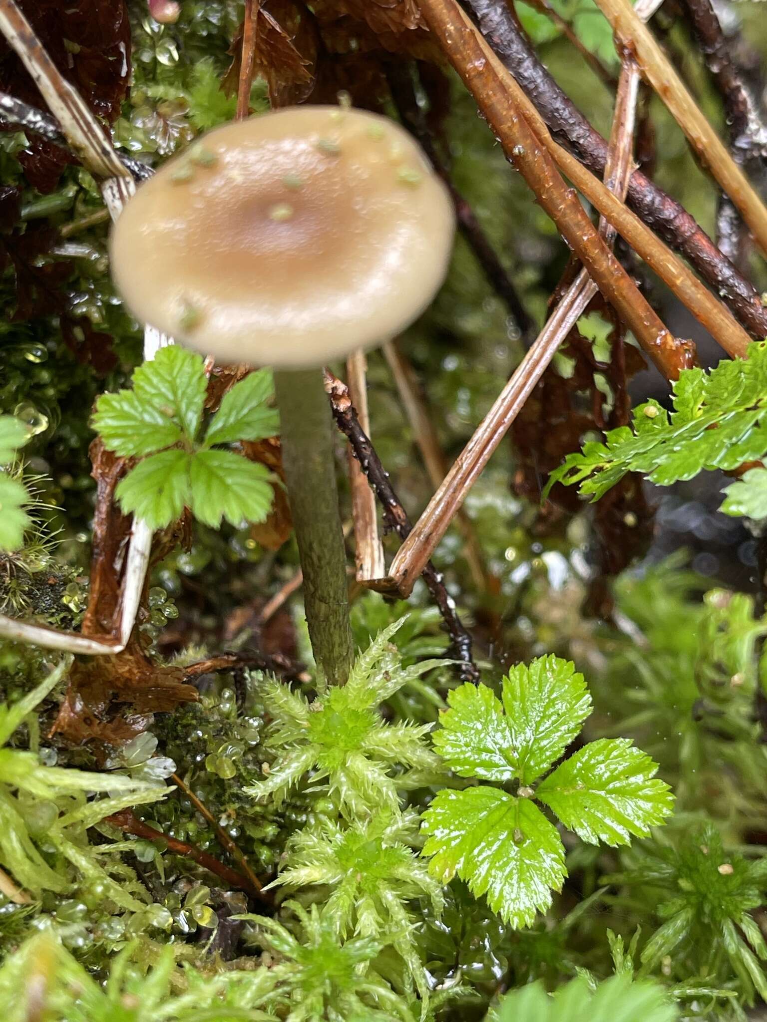 Image of Hypholoma myosotis (Fr.) M. Lange 1955