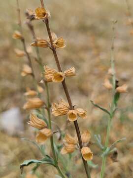 Salvia reflexa Hornem. resmi