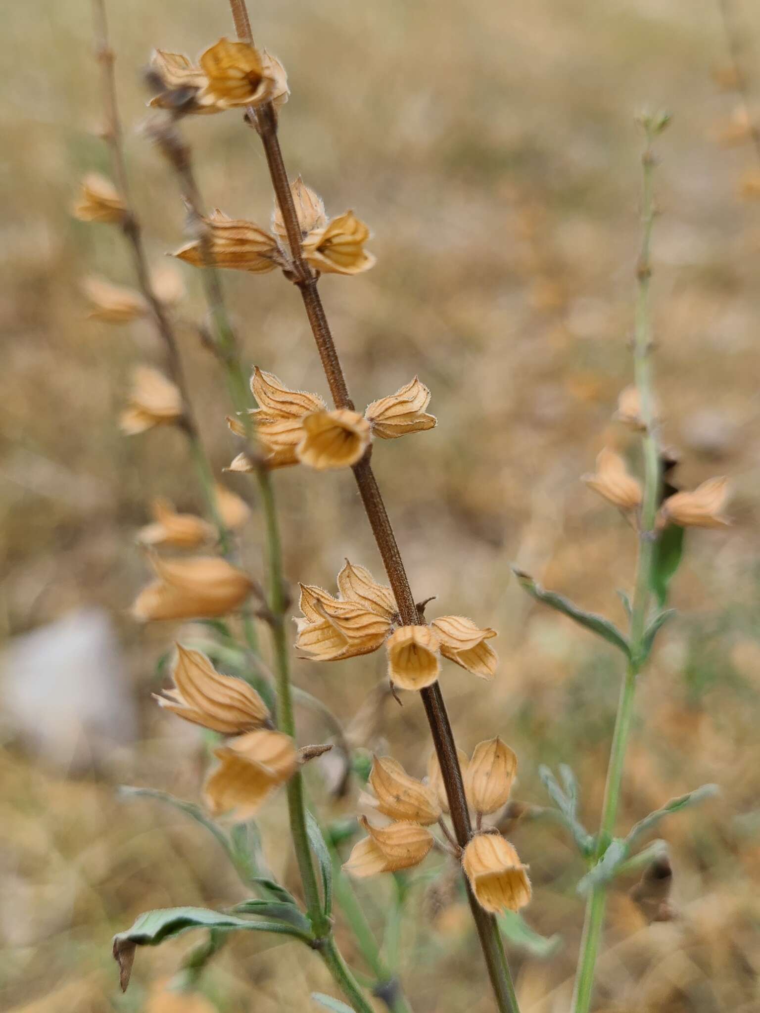 Salvia reflexa Hornem. resmi