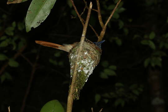 Image of Blyth's Paradise Flycatcher