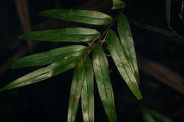 Dendrobium fractiflexum Finet的圖片