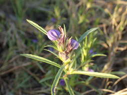 Hygrophila micrantha (Nees) T. Anders.的圖片