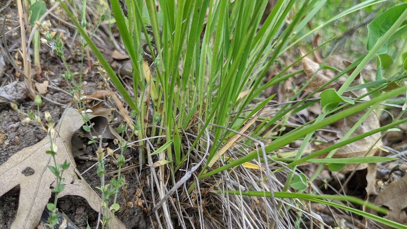 Imagem de Panicum linearifolium Scribn.