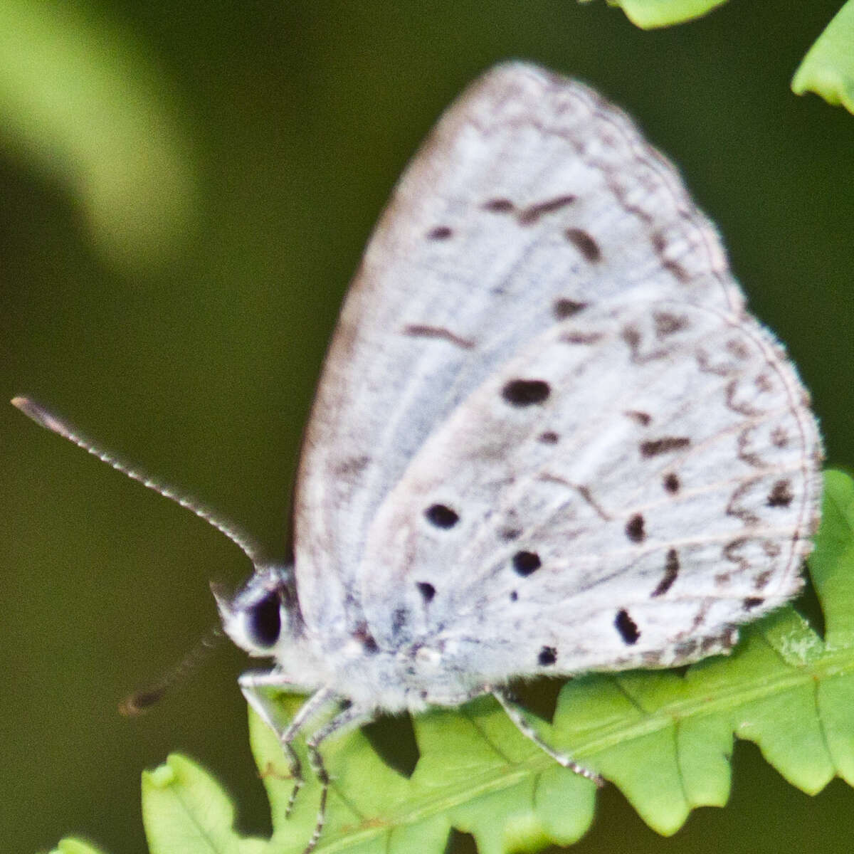 Imagem de Acytolepis puspa gisca (Fruhstorfer 1910)