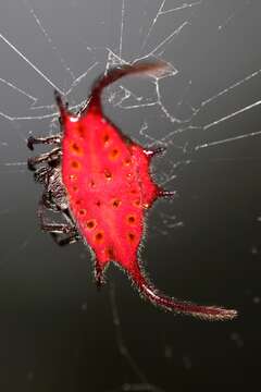 Image of Gasteracantha falcicornis Butler 1873