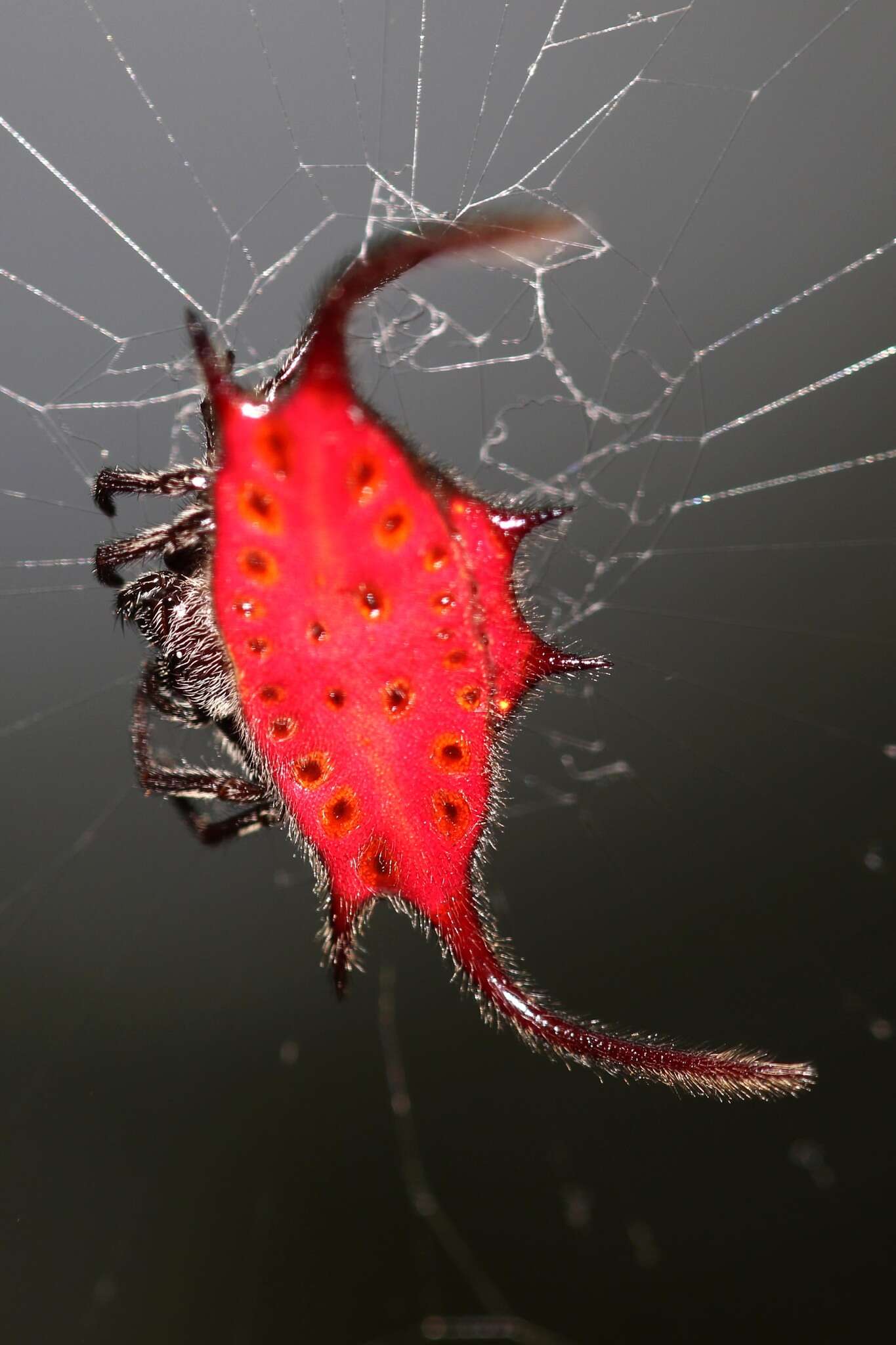 Image of Gasteracantha falcicornis Butler 1873