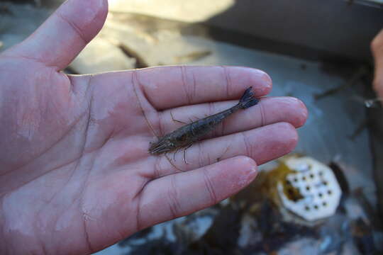 Image of blackspotted bay shrimp