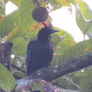 Image of Glossy-mantled Manucode