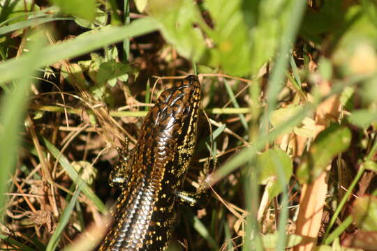 Image of Western Glossy Swamp Skink