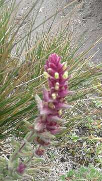 Image of Neobartsia laticrenata (Benth.) Uribe-Convers & Tank