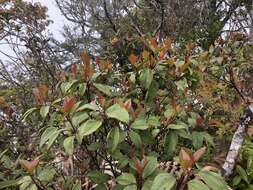 Image of Viburnum propinquum Hemsl.