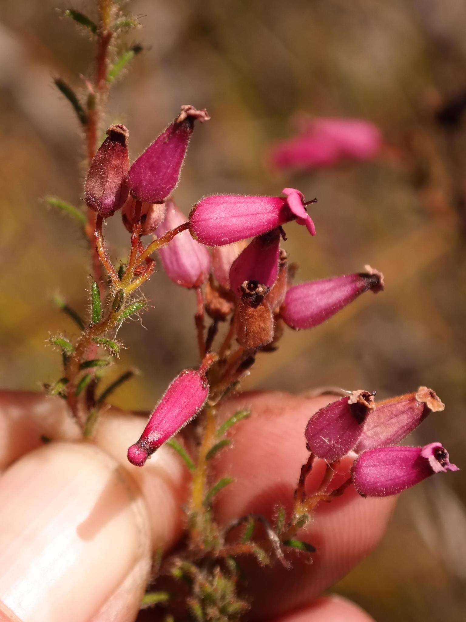 Image of Erica glutinosa var. glutinosa