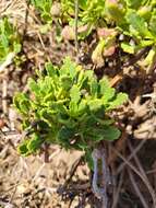 Image of Argyranthemum pinnatifidum subsp. succulentum (Lowe) Humphr.