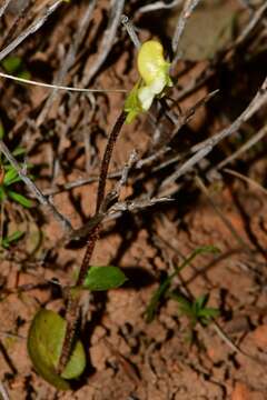 Disperis bolusiana subsp. bolusiana的圖片