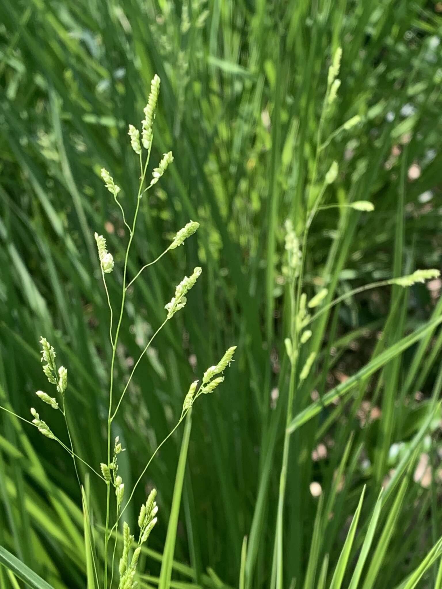 Image of bunch cutgrass