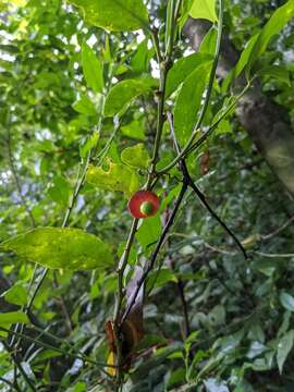 Image of Heisteria povedae Q. Jimenez & S. Knapp