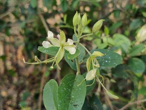 Image of Cadaba fruticosa (L.) Druce