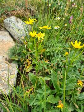 Plancia ëd Senecio kolenatianus C. A. Mey.